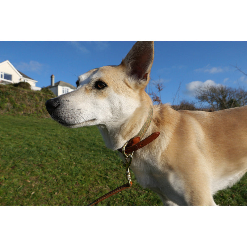 Product image for Herring Barney Dog Lead in tan and tweed