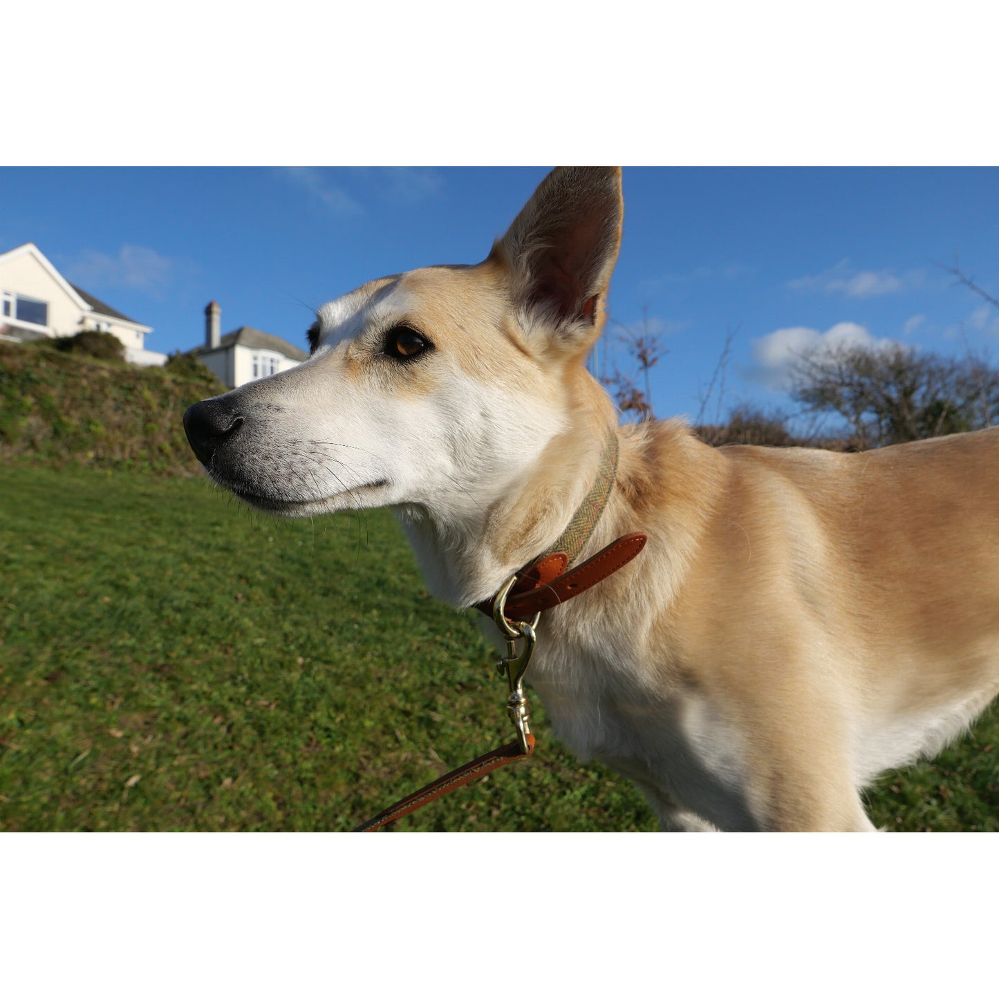 Product image for Herring Barney Dog Lead in tan and tweed