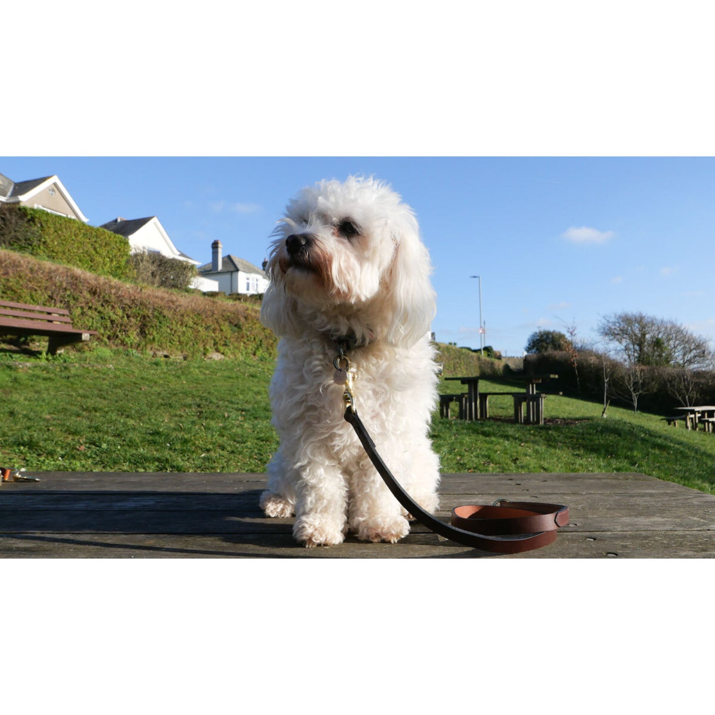 Product image for Herring Petra Dog Lead in brown