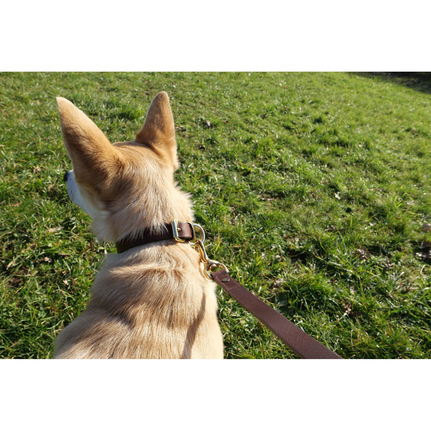 Product image for Herring Shep Dog collar in brown